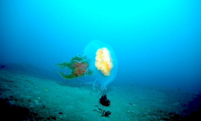fauna-antartica.foto-gutierrez.png