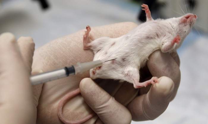 raton-vacuna-laboratorio-reuters.jpg