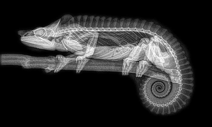 Radiografia-camaleon.jpg