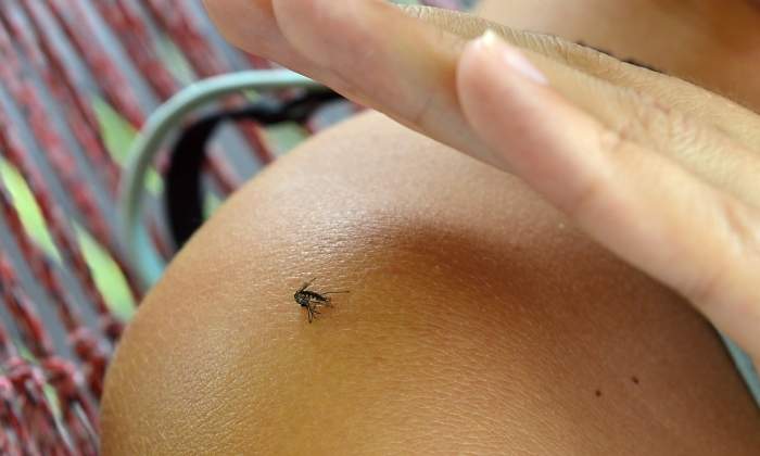 mosquito-tigre-barcelona-dreamstime.jpg