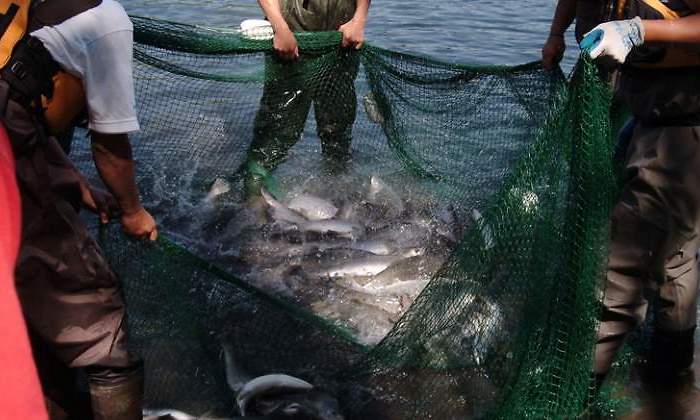 pesca-redes-peces-pescado-canada-dreamstime.jpg