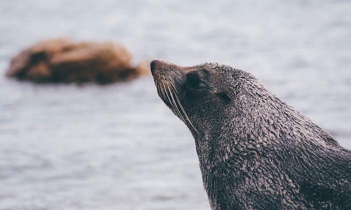 lobo-mar-artico-pixabay.jpg