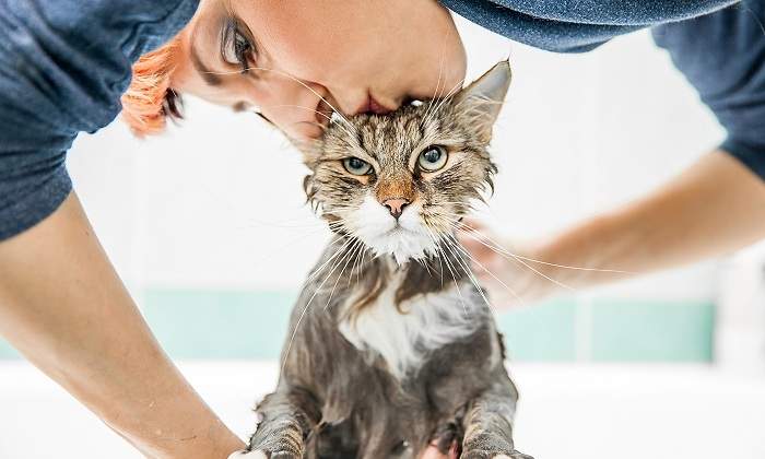 Gato-enfado-mientras-se-bana-iStock.jpg