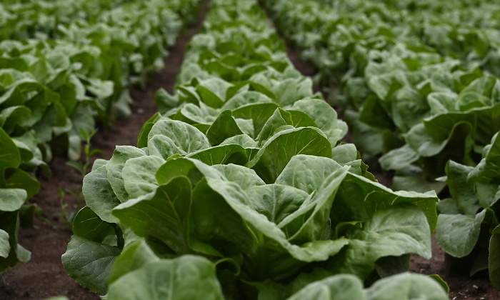 lechuga-propiedades-beneficios.jpg