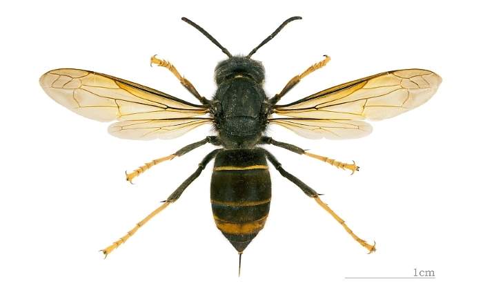 avispa-asiatica-wikipedia.jpg