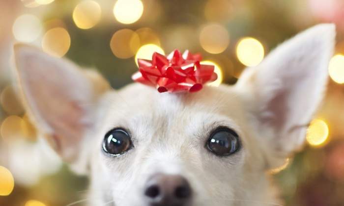 perro-regalo-navidad-reyes-magos-getty-770x420.jpg