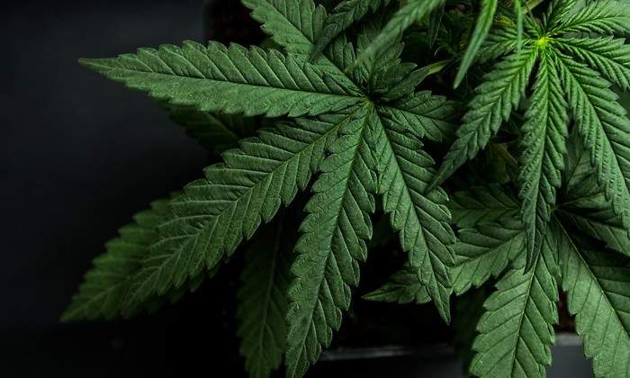 Uncanny, la plataforma de bienestar y estilo de vida del cannabis líder en el mundo