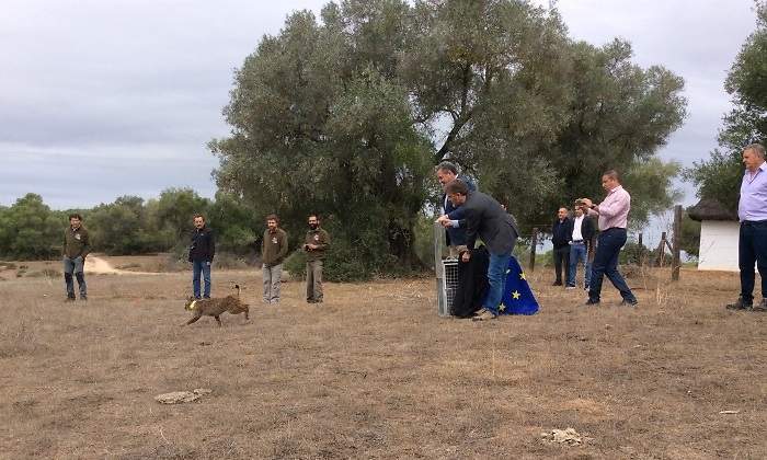 lince-liberado-junta-andalucia.jpg