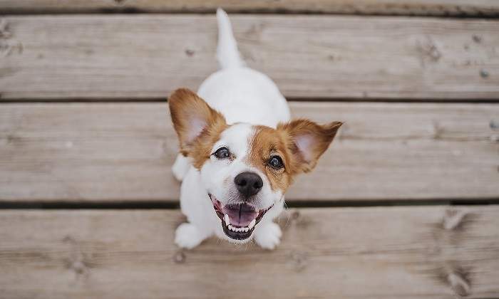 Un-perro-pequeno-sonriendo-iStock.jpg