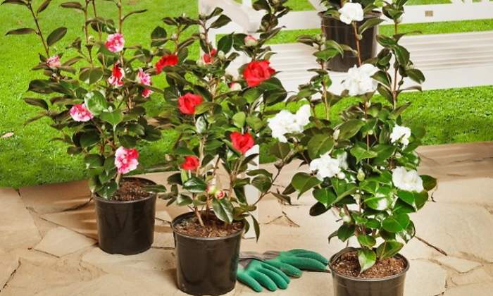 camelia-japonica-planta-aldi.jpg