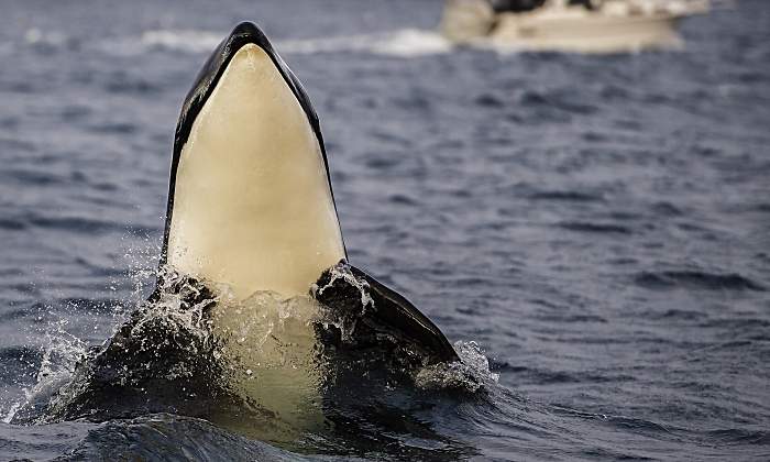 orca-2-dreamstime.jpg