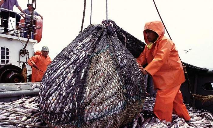 Pesca