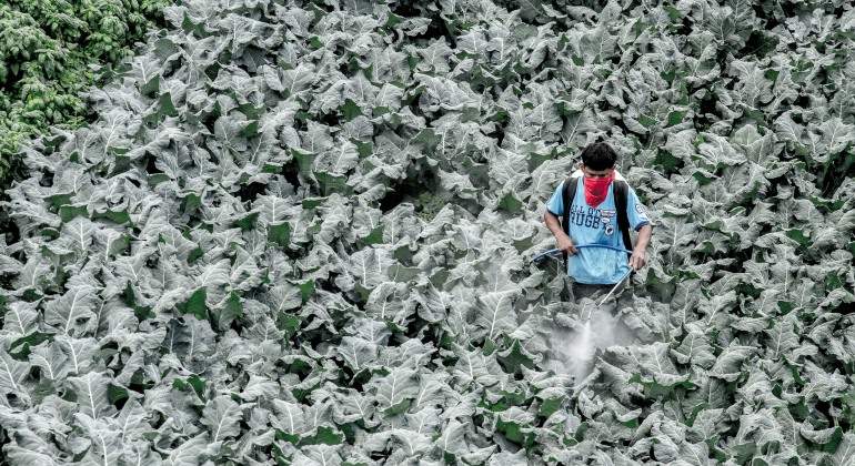 Los cultivos tratados con antibióticos pueden contaminar los alimentos y el medioambiente