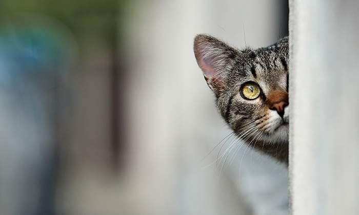 Gato-asomado.jpg