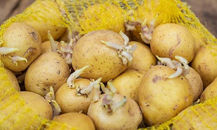 Patatas-con-brotes-iStock.jpg