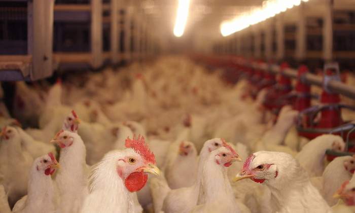 770-420-pollos-reino-unido.jpg