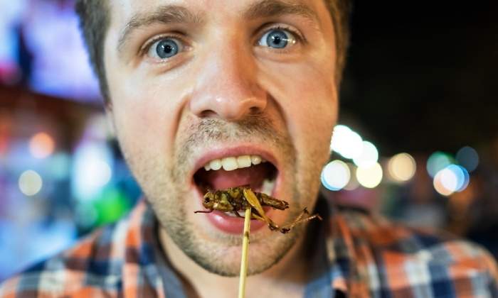 comer-grillos.jpg