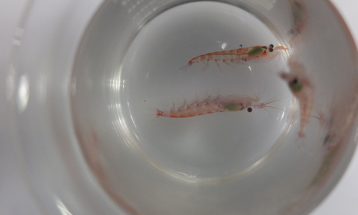krill-gentileza.centro-ideal.png