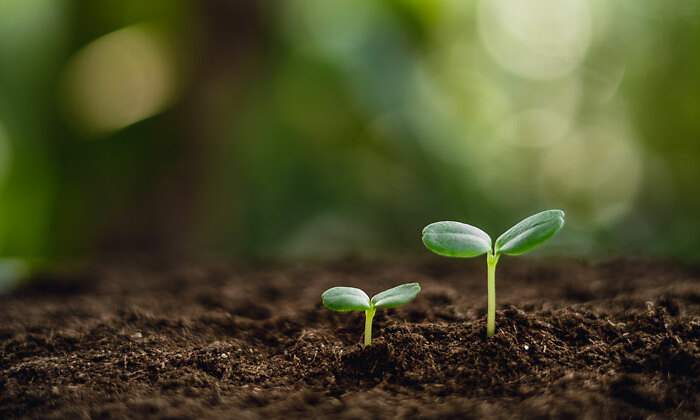 sostenibilidad-plantas-istock-770.jpg