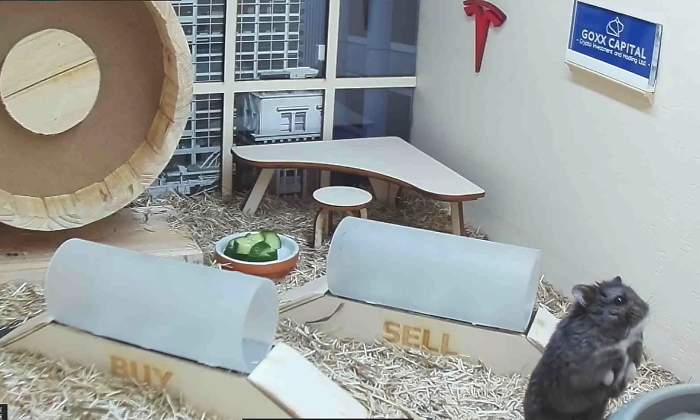 hamster-broker.jpg