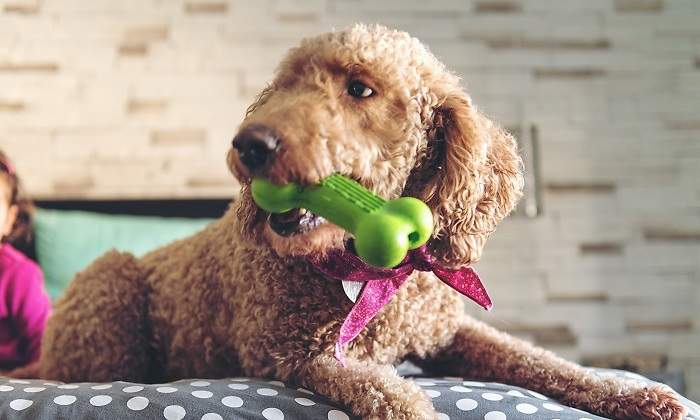 Un-perro-con-lazo-jugando-con-un-hueso-de-goma-iStock.jpg