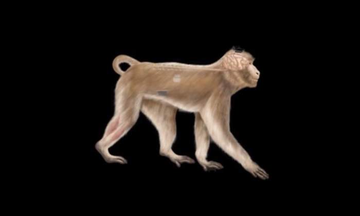 monos-medula-espinal-epfl.jpg