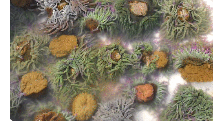 770x420-ortiguillas-nueva-plato-a-domicilio-el-rincon-de-huelva.gif
