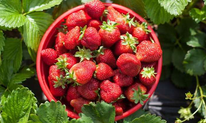 fresas-cultivo-770-istock.jpg
