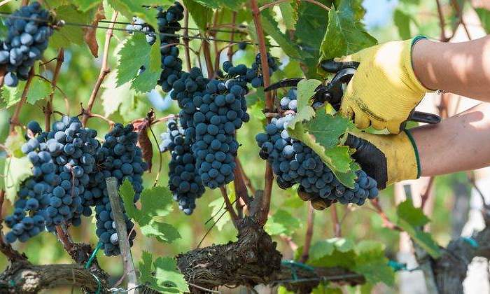 uvas-vendima-tijera-770-dreamstime.jpg