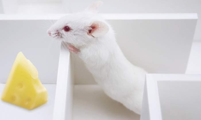 raton-queso-dreamstime.jpg