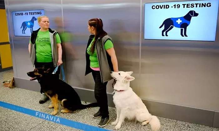 canarias-perros.jpg
