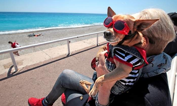 calor-playa-perro-reuters.jpg