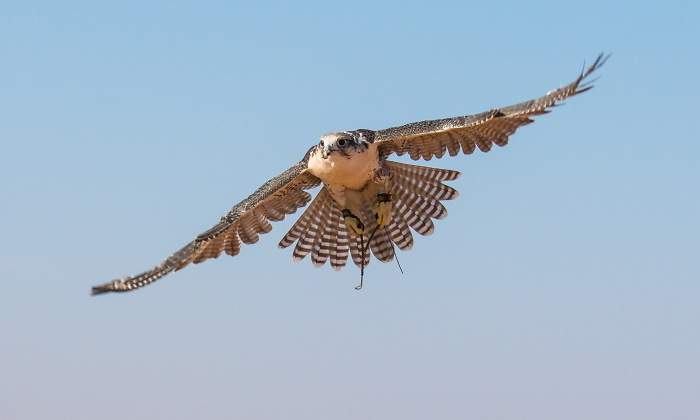 halcon-inicia-vuelo.jpg