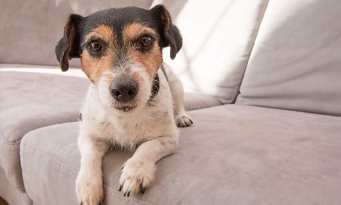 Un-perro-de-color-blanco-mirando-desde-un-sofa-iStock.jpg