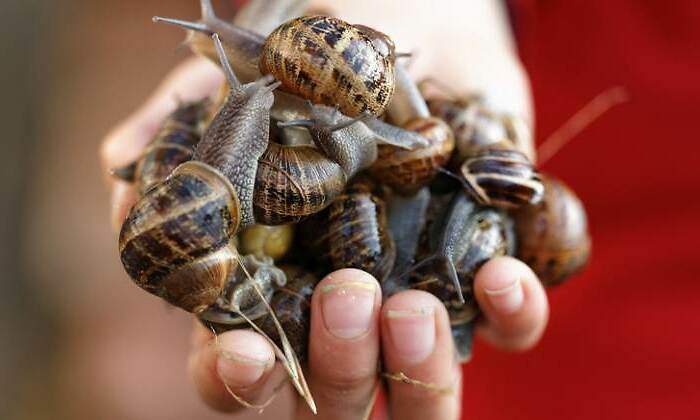 caracoles-mano-770-dreamstime.jpg