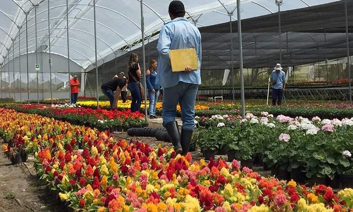 floricultores