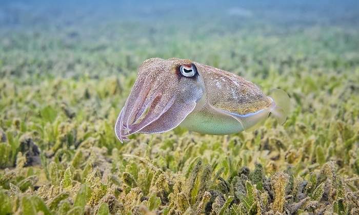 Una-pequena-sepia-nadando-en-el-mar-iStock.jpg