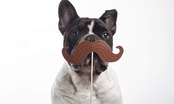 Un-bulldog-frances-con-bigote-iStock.jpg