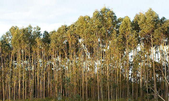 eucalipto-bosque-istock-770.jpg