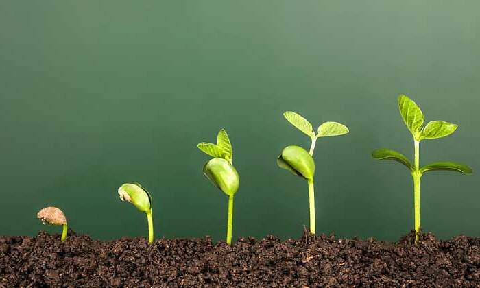 verde-crecer-770-istock.jpg