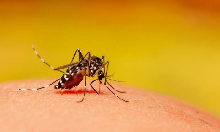 mosquitos-verano.jpg