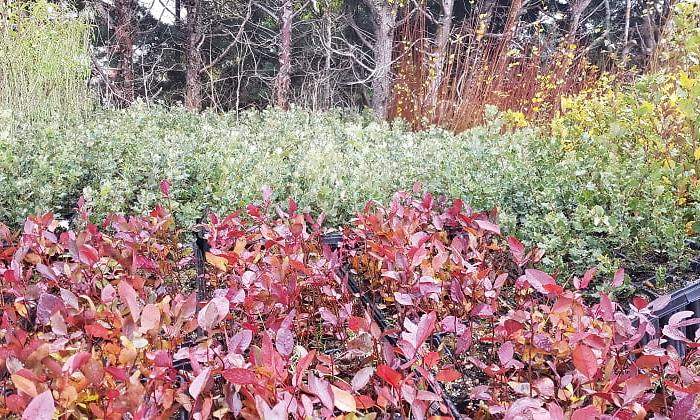 Proyecto de reforestacin de Sylvestris