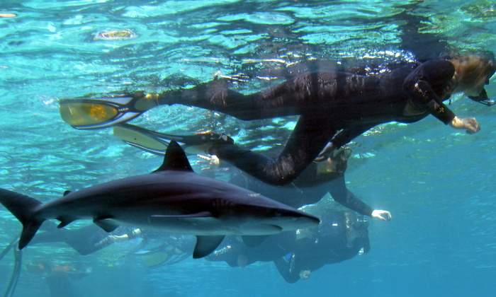 buceo-con-tiburones-770.jpg
