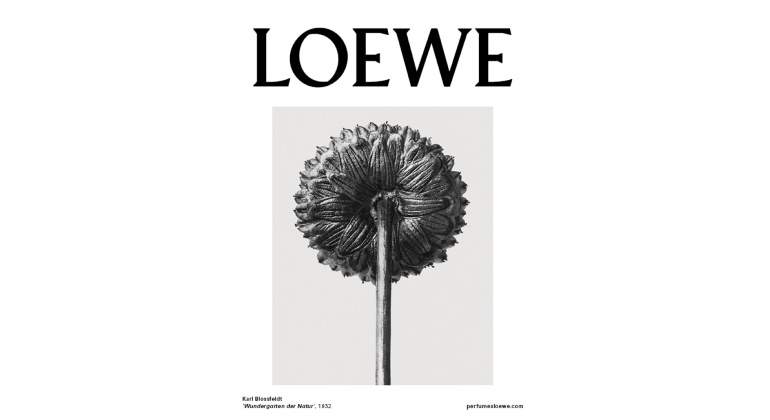 Loewe Aura White Magnolia.