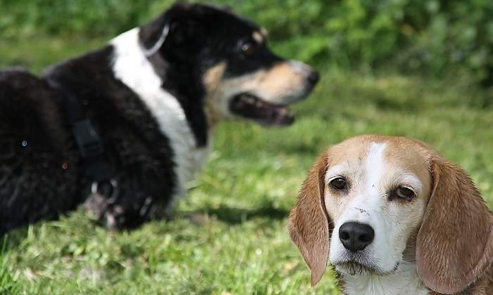 dogs-703148_1920.jpg