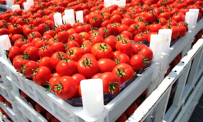 tomates-770x420.jpg