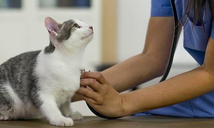 Un-gato-dentro-de-una-veterinaria-iStock.jpg