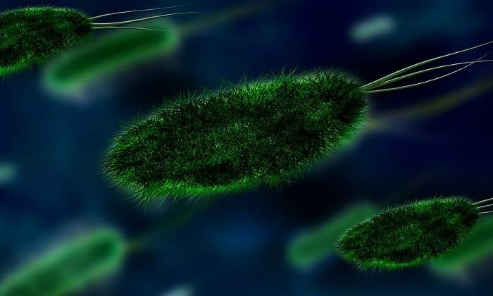 bacterias-pixabay.jpg