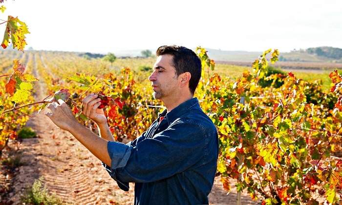 agricultor-campo-espana-vides-770-dreamstime.jpg