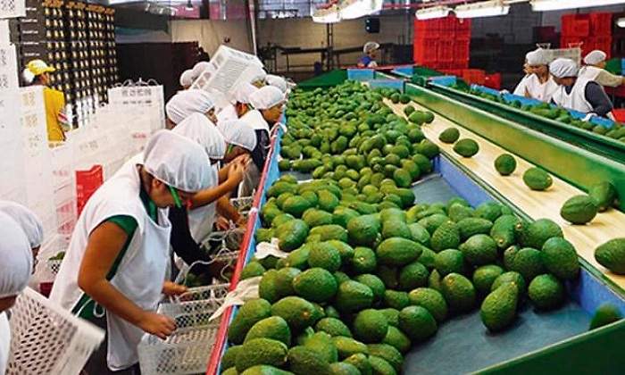Agroexportacin
